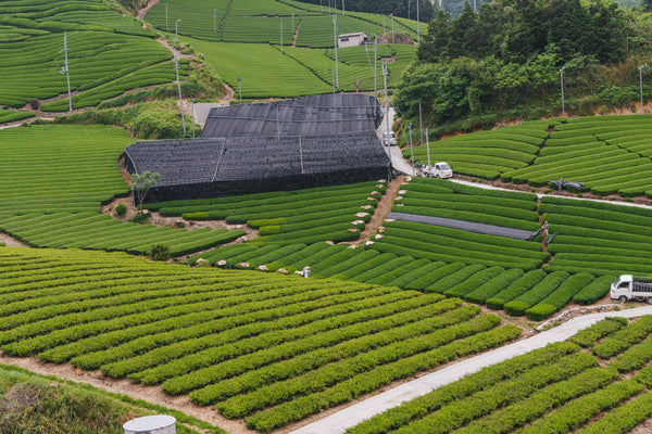 From our Farm to your Cup! - Junbi